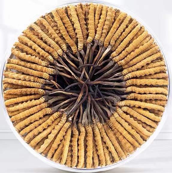 乌恰冬虫夏草回收